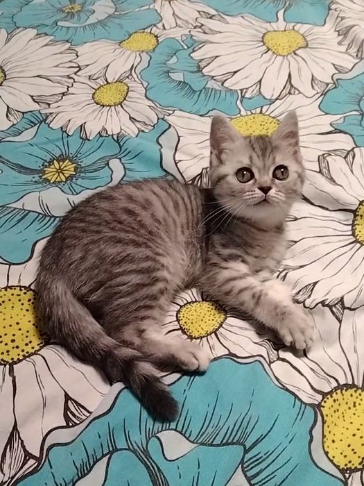 Девочка. Скоттиш страйт.