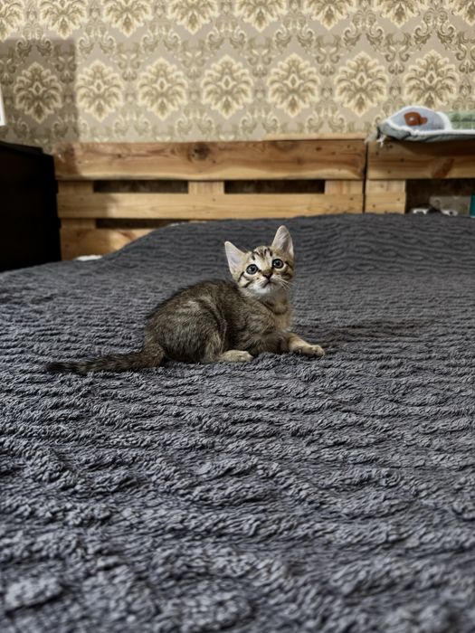 Котенок 2 месяца