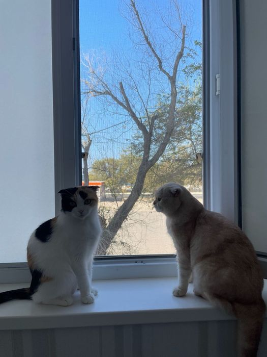 Котята шотландцы