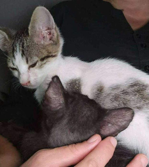 коте бебе търси дом