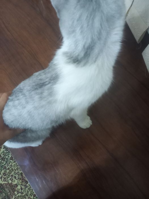 Mushuk sotiladi xonaki