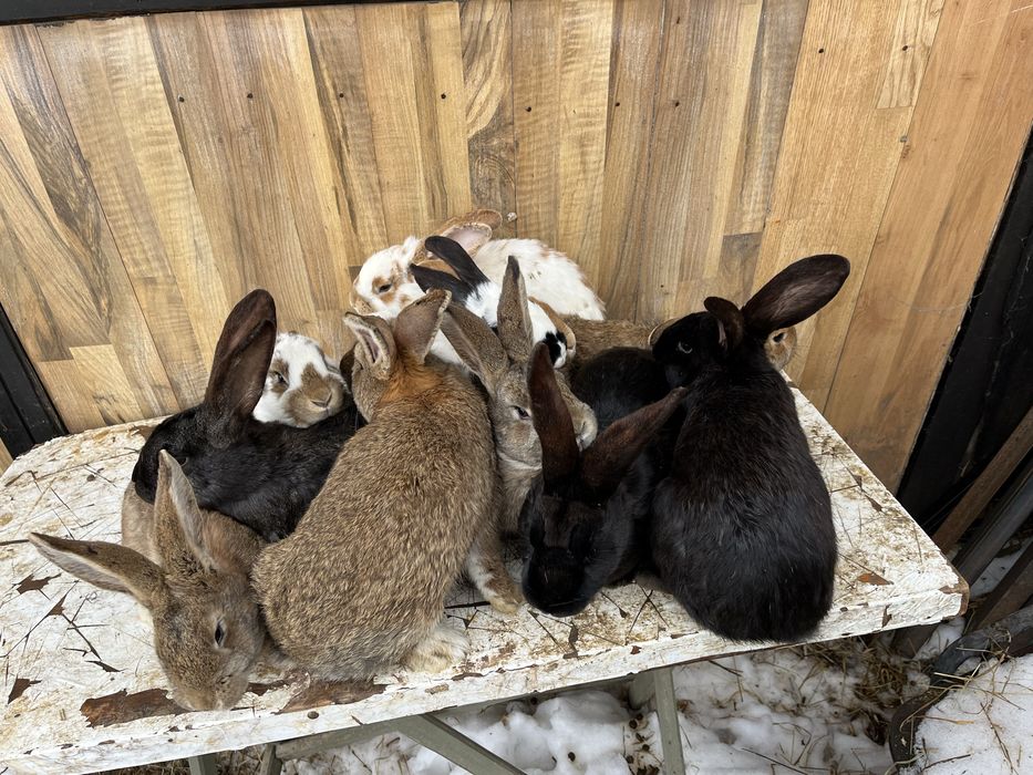 iepuri maturi si tineret