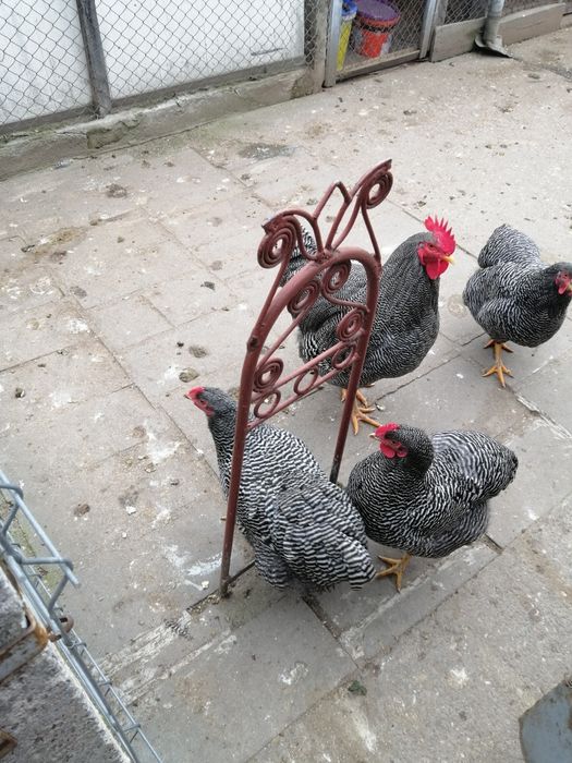 Vând găini de rasa Playmuth rok baratO rasa f bună. Rezistenta la boli.