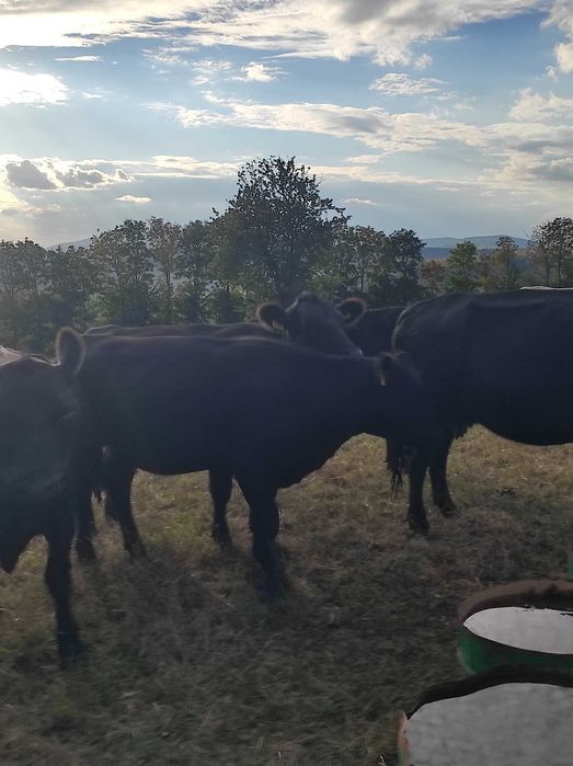 Se vând 8 juninci Angus cu certificat, foarte frumoase