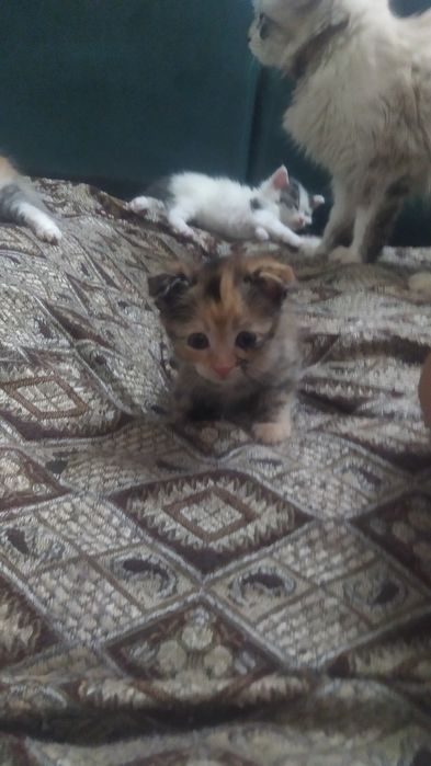 Продам котят  веслоухие