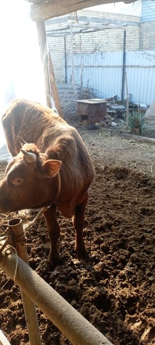 Уйда бокилган бука сотилади