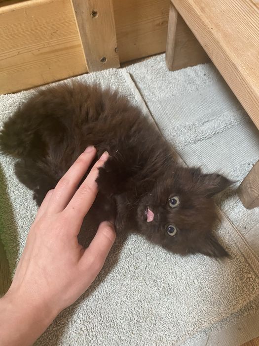 котенок в добрые руки