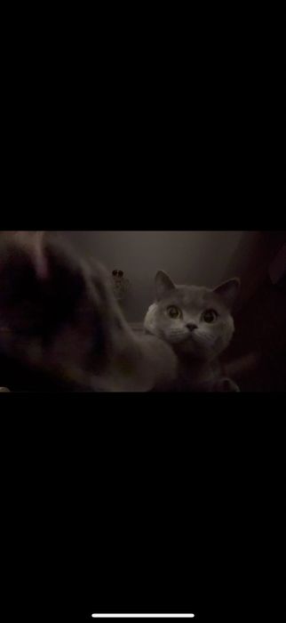 Британская короткошерстая