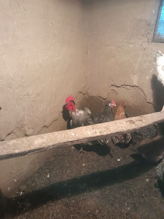 Атеш сатам 5000 тенге