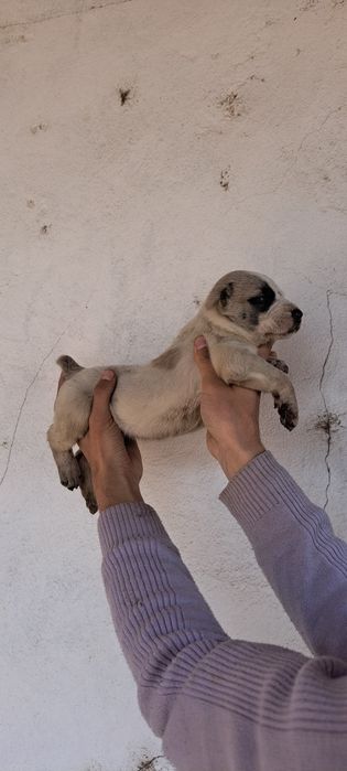 Alabay kuchuklar sotiladi toza qonli ota onalari katta alabaylar