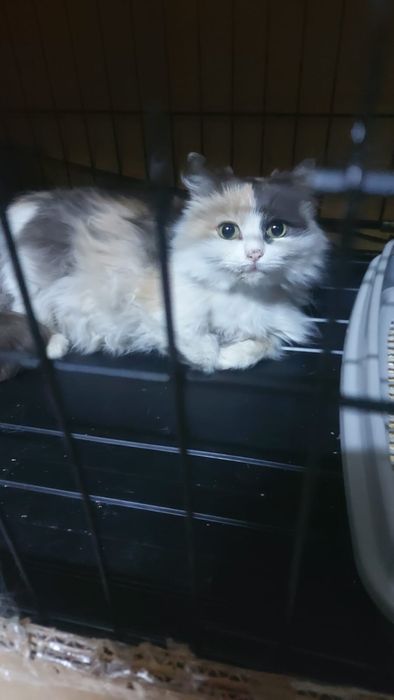 Кошки девочки стерилизованные