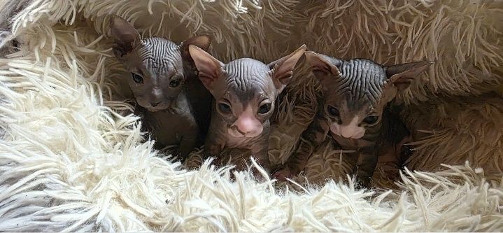 Продам котят канадского сфинкса