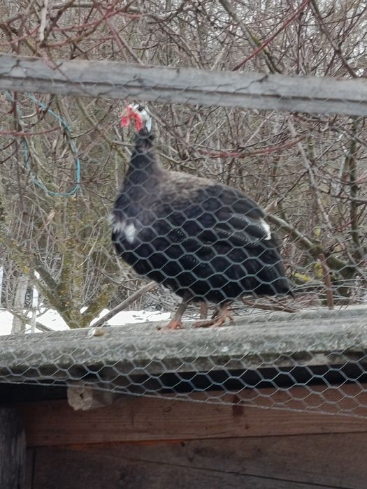 Câtă bibilică mascul