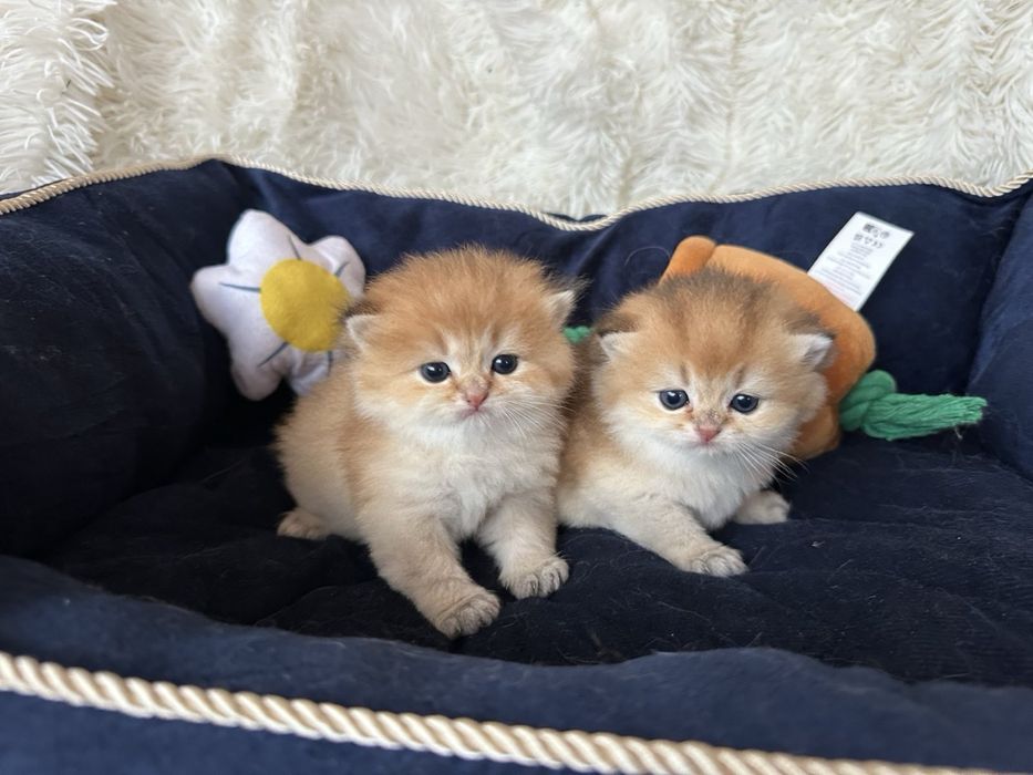 Златни британски чинчили