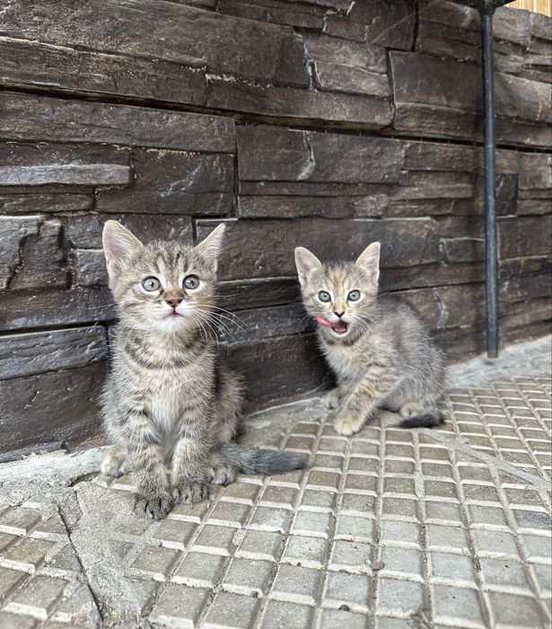 Подарявам котенца
