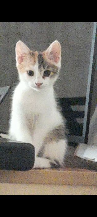 Котёнок,бесплатно