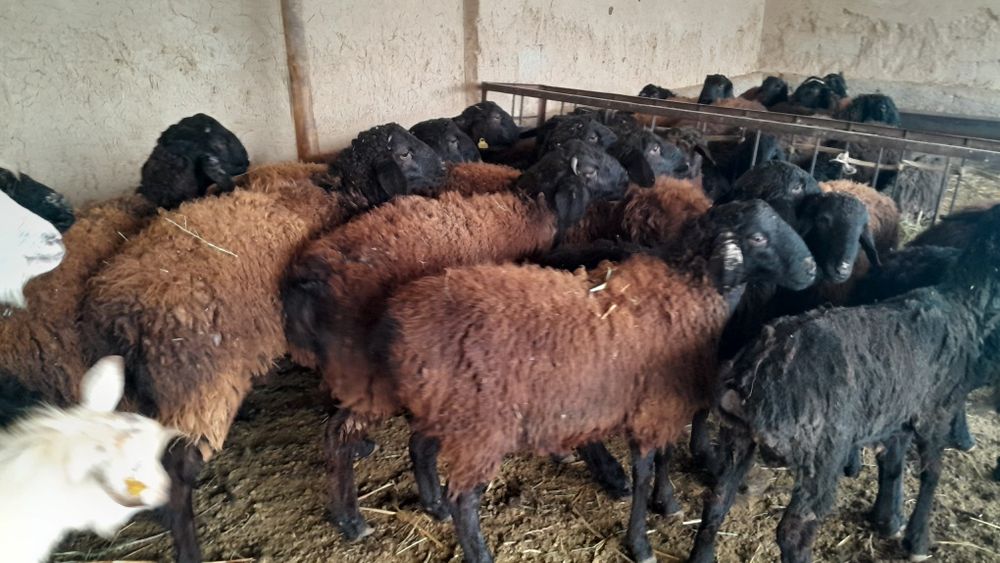 Қошқарлар сатылады