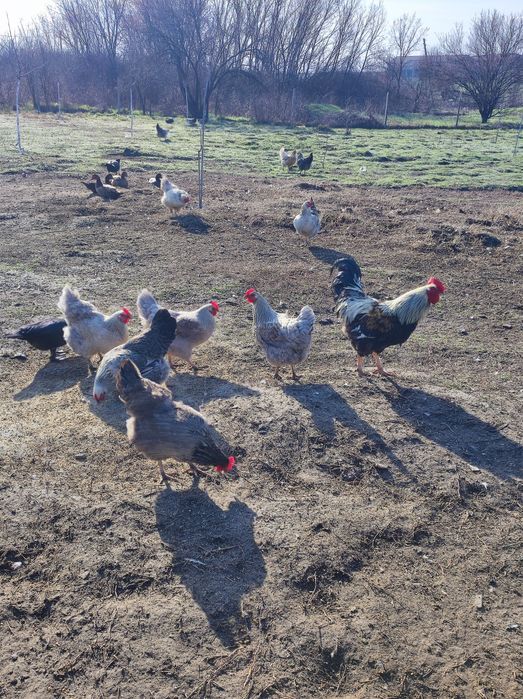 Яйца за люпене от катунски кокошки