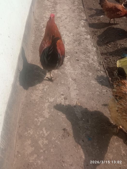 Продам молодых петухов