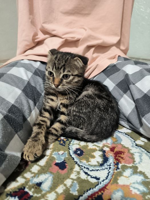 Породистая кошка