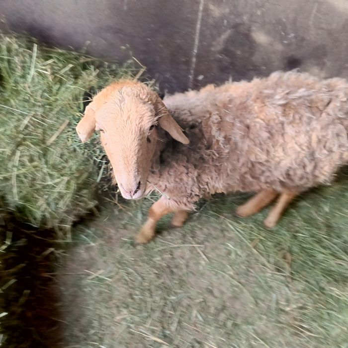 Продам баран ярочка курдючный