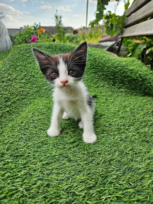 Отдам котят в хорошие руки