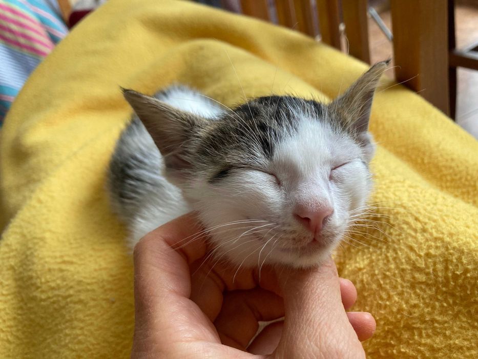 Морско котенце си търси дом!
