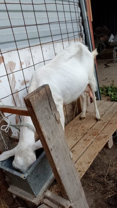 Продается три дойные козы