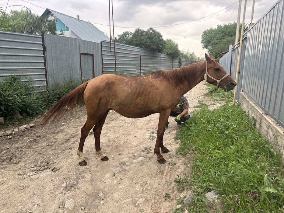 Буаз биелер     .