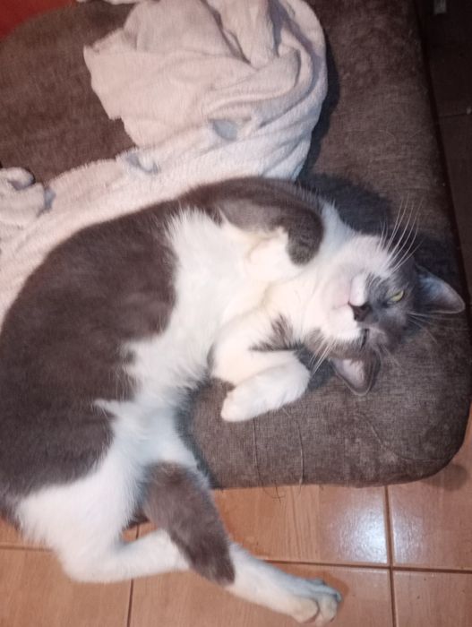 Adopție pisici rasa comuna