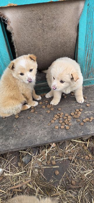 Пристраиваются малыши