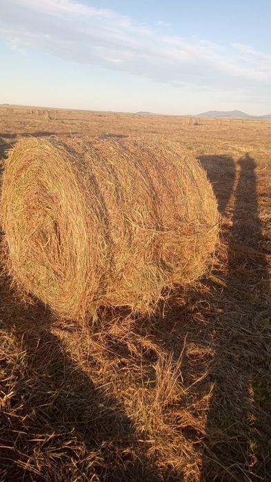 Продам сено по 6000