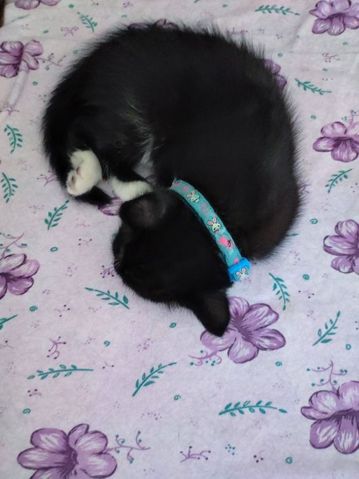 Котенок девочка. Умная, обучаемая, добрая, игривая!