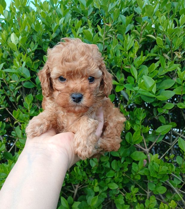 Той пудел момченца