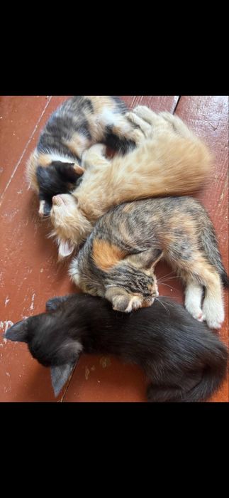 Котята, отдам в хорошие руки бесплатно