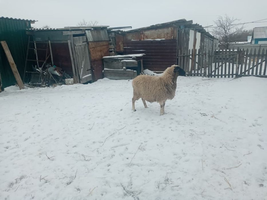 Продам баранов .