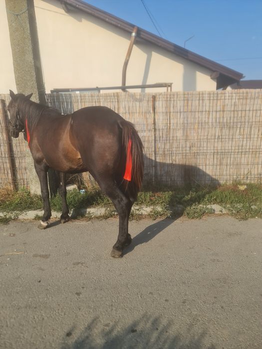 Vând iapa foarte cuminte
