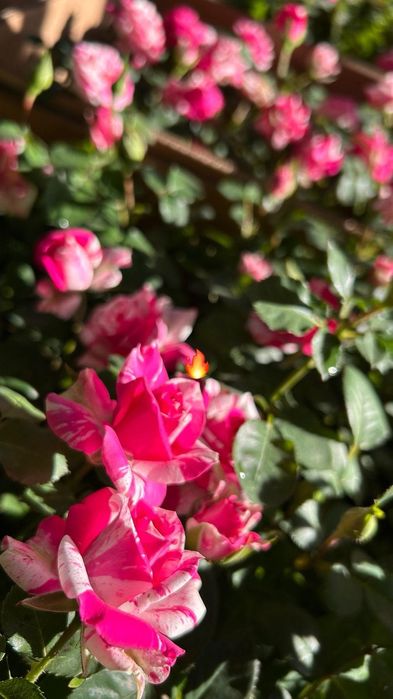 Рассада петунии и бархатцев