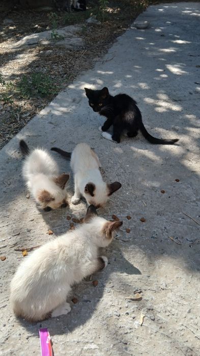 Отдам котят в добрые руки