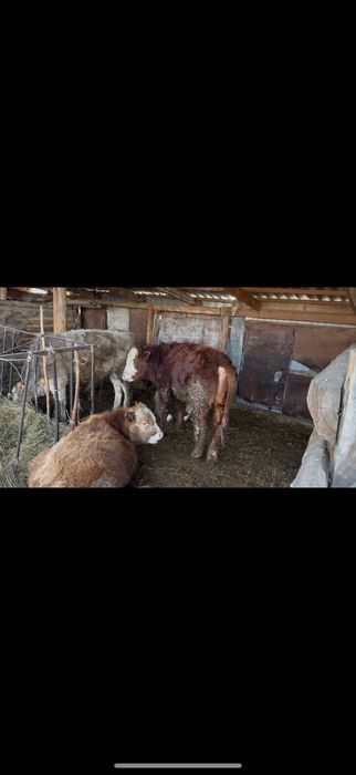 Бычки откорм  5 месяцев