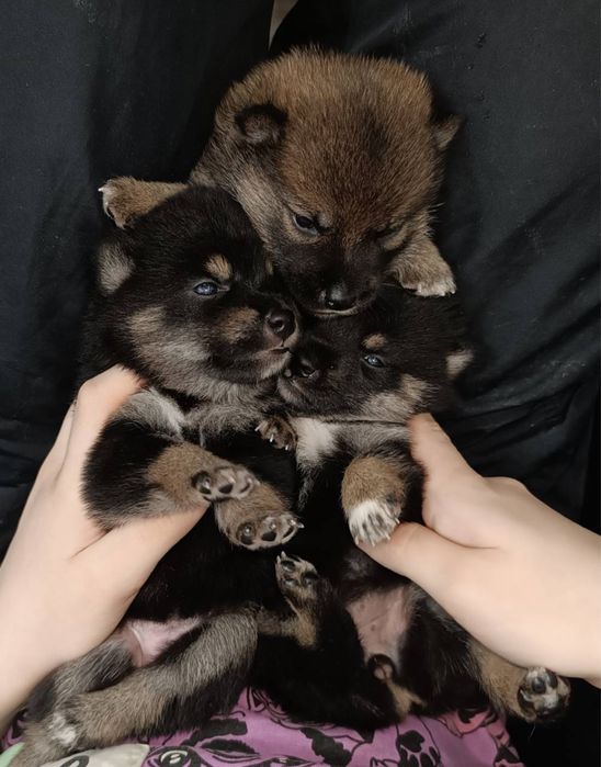 Собачки сиба ину