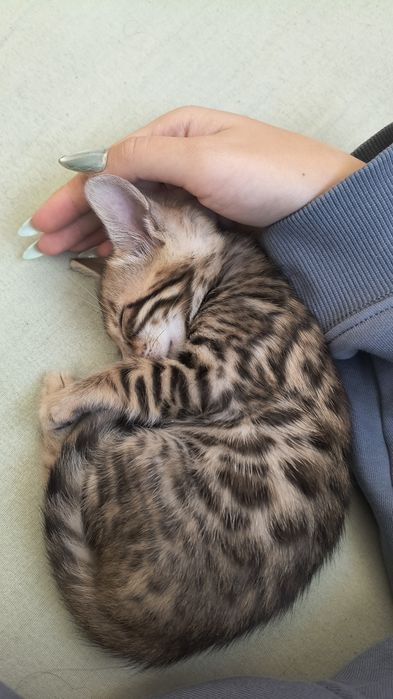 Pui Bengal gata de adopție începând cu data de 15 Octombrie