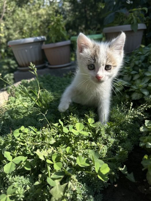 Котята девочки в добрые руки