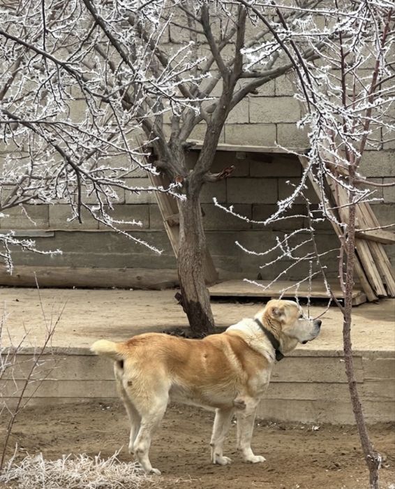 Продаю собак алабай