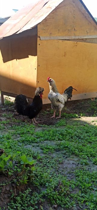 Обмен. Соглом хурузлар