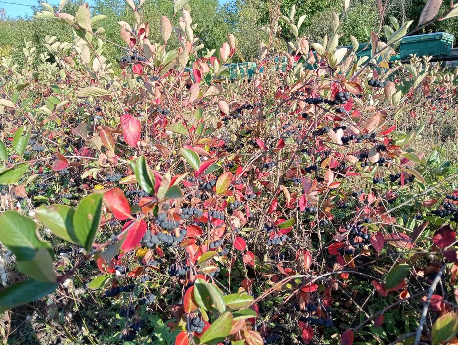 Aronia de vanzare