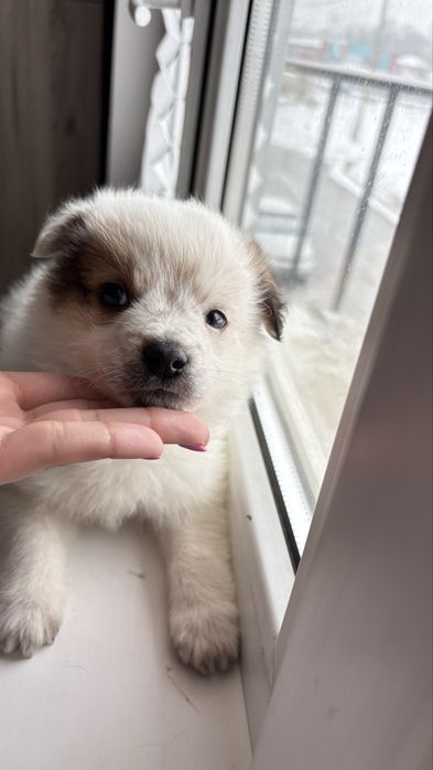 Щенок мальчик в добрые руки