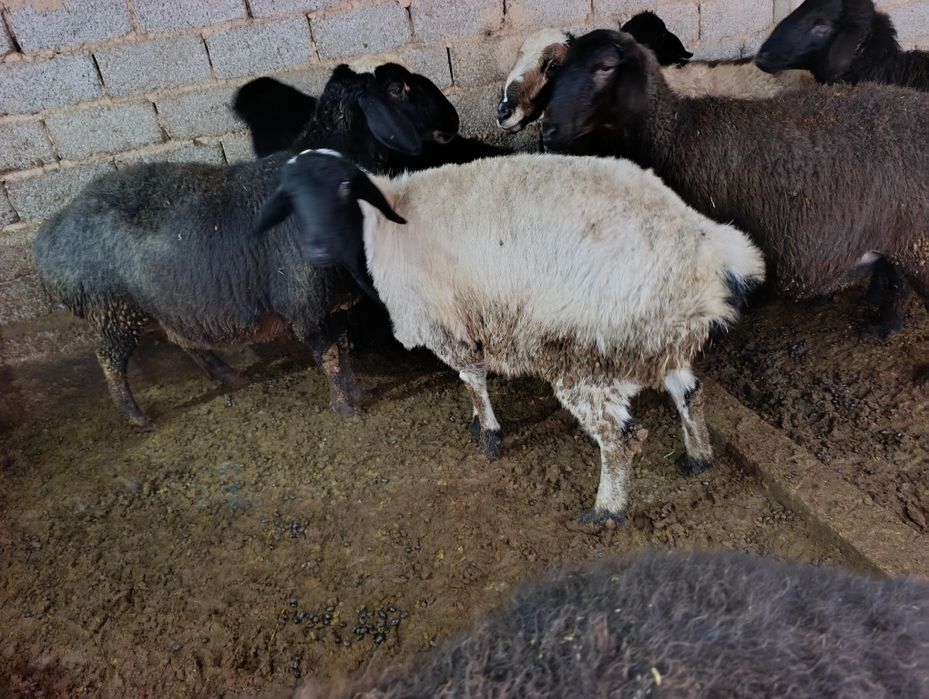 Solu quyla sotiladi 7 oylik va kotta ona bola bogozlariyam honadondan