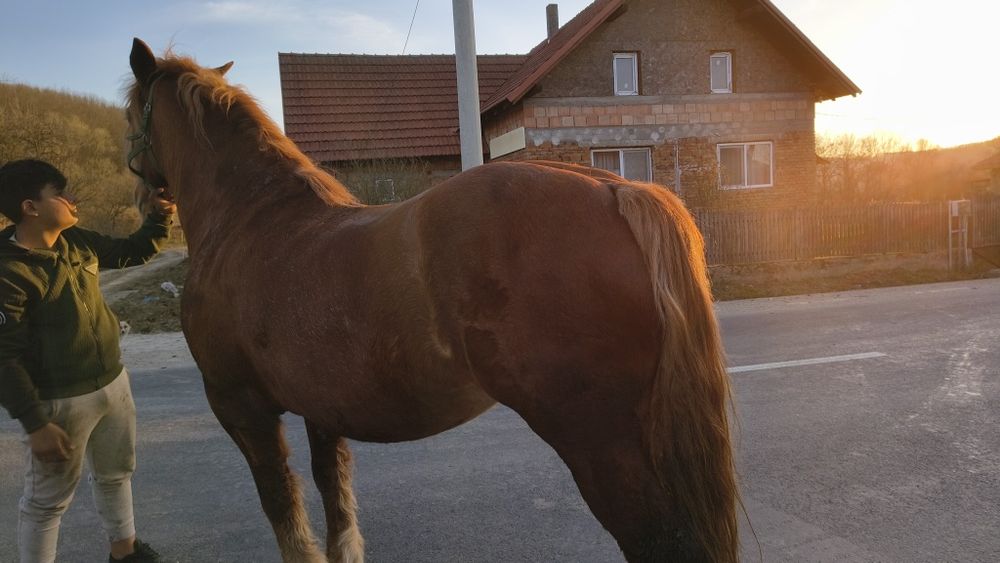 Iapa de vânzare cu acte