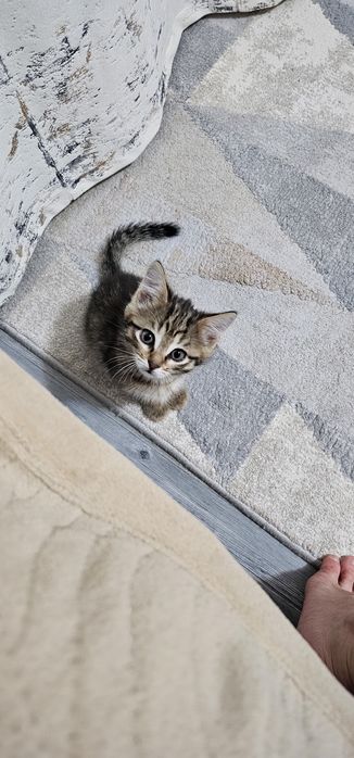 Котёнок     мальчик